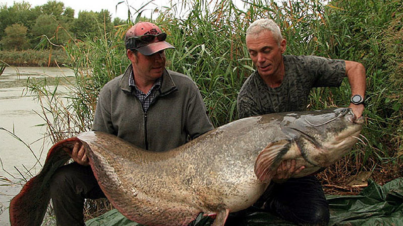 Обыкновенный сом весом 74 кг и длиной 2,2 м.