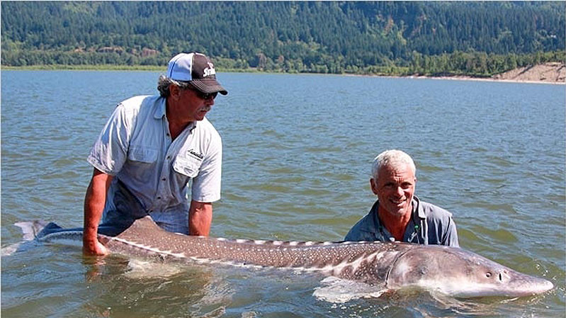 Белый осётр – крупнейшая и самая примитивная пресноводная рыба Северной Америки. Самый большой в истории осетр был более 6 м в длину и весил 

почти 800 кг.