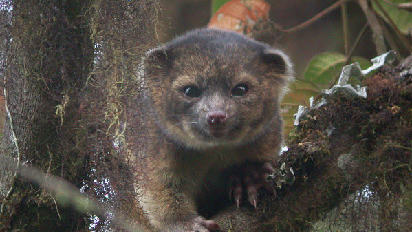 Более 100 лет зверька ошибочно принимали за похожего на него олинго