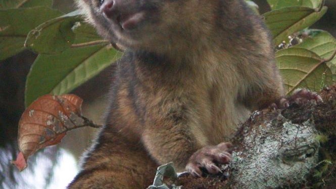 Олингито обитает в "туманных" горных лесах Эквадора и Колумбии