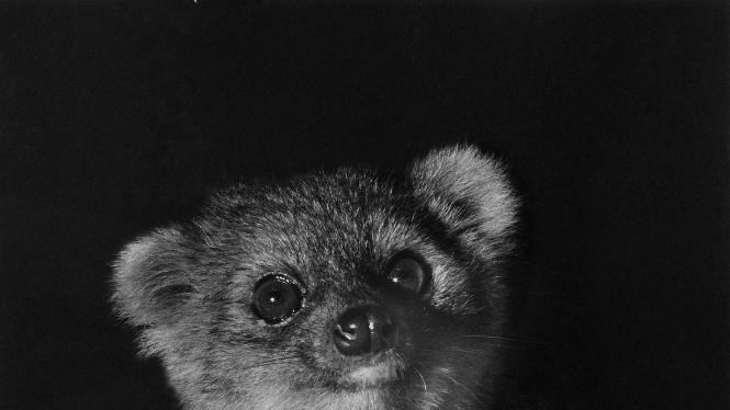 "Если мы все еще можем открывать новые виды хищников, какие еще сюрпризы ждут нас в будущем"