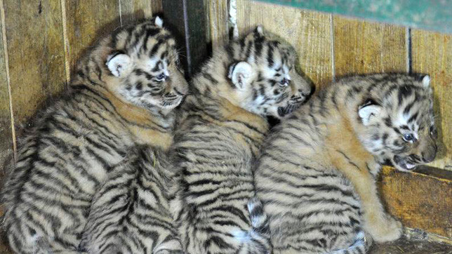 Амурские тигры находятся на грани вымирания.