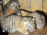 Амурские тигры находятся на грани вымирания.