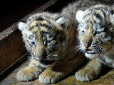 Амурські тигри знаходяться на межі вимирання.
