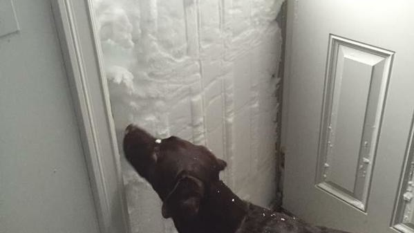 Снігова буря накрила США