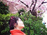 Ніжні квітки сакури символізують в японській культурі скороминущість життя.