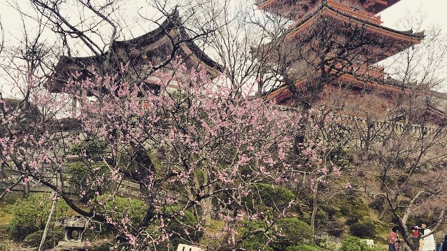 Нежные цветки сакуры символизируют в японской культуре мимолетность жизни.