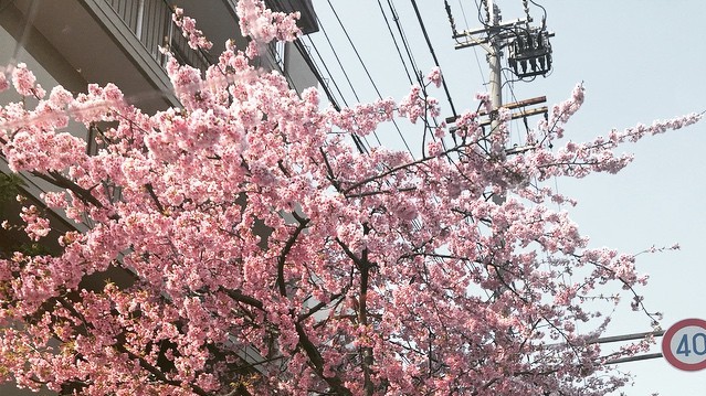 Нежные цветки сакуры символизируют в японской культуре мимолетность жизни.