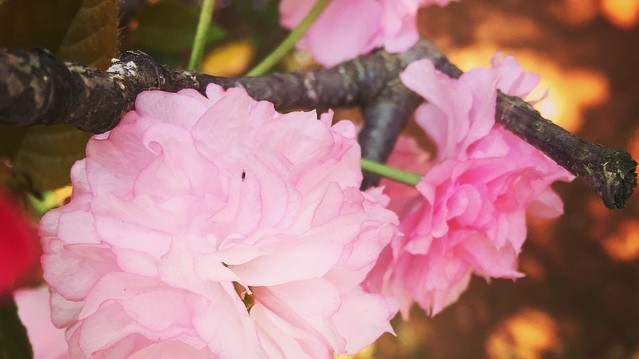 Нежные цветки сакуры символизируют в японской культуре мимолетность жизни.