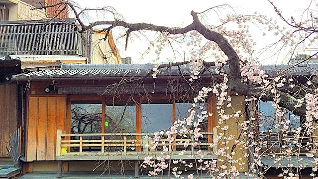 Нежные цветки сакуры символизируют в японской культуре мимолетность жизни.