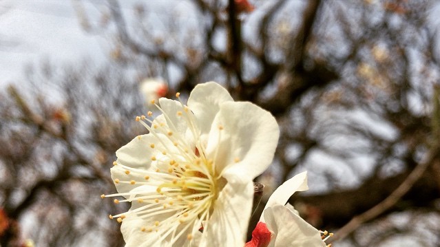 Нежные цветки сакуры символизируют в японской культуре мимолетность жизни.