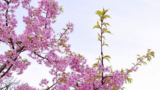 Нежные цветки сакуры символизируют в японской культуре мимолетность жизни.