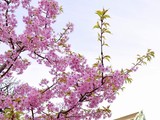 Ніжні квітки сакури символізують в японській культурі скороминущість життя.