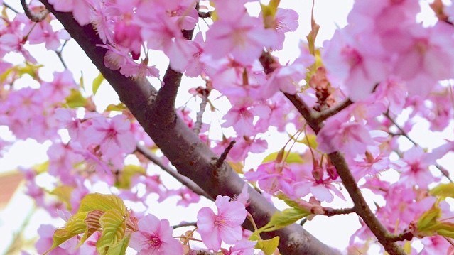 Нежные цветки сакуры символизируют в японской культуре мимолетность жизни.