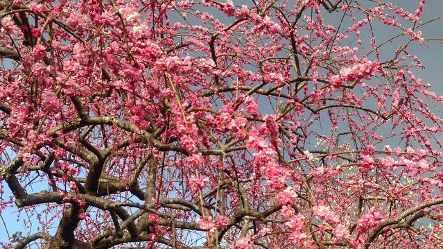 Нежные цветки сакуры символизируют в японской культуре мимолетность жизни.