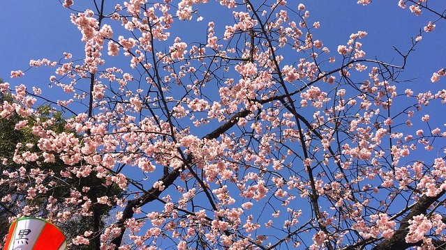 Нежные цветки сакуры символизируют в японской культуре мимолетность жизни.