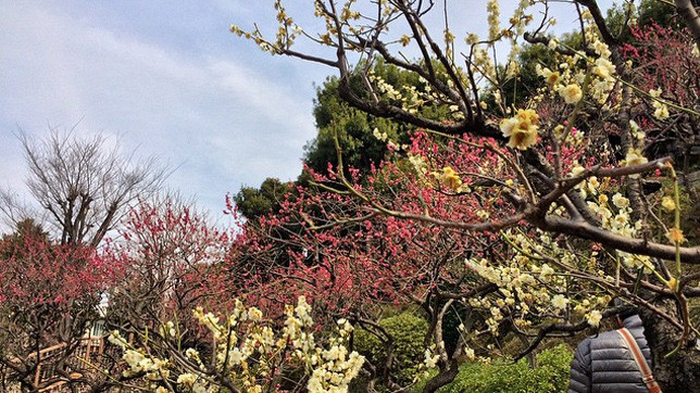 Нежные цветки сакуры символизируют в японской культуре мимолетность жизни.