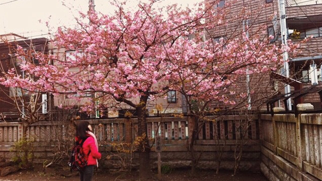 Нежные цветки сакуры символизируют в японской культуре мимолетность жизни.
