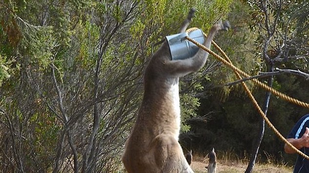 У звірка не виходило зняти лійку без допомоги людей