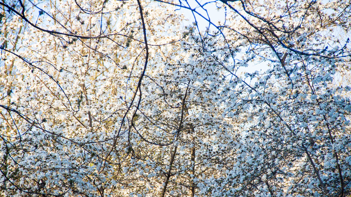 Вид цветущих кустов и деревьев радует киевлян