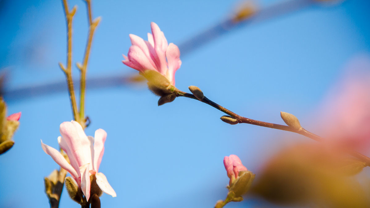 Вид цветущих кустов и деревьев радует киевлян