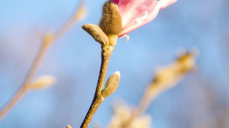 Вид цветущих кустов и деревьев радует киевлян