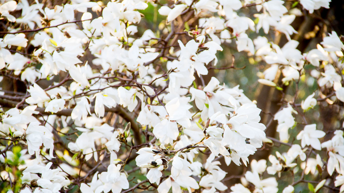 Вид цветущих кустов и деревьев радует киевлян