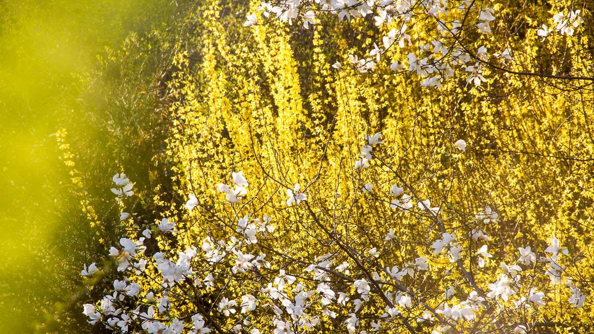 Вид цветущих кустов и деревьев радует киевлян