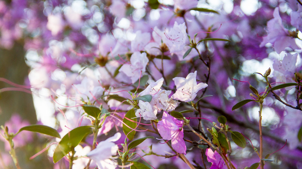 Вид цветущих кустов и деревьев радует киевлян
