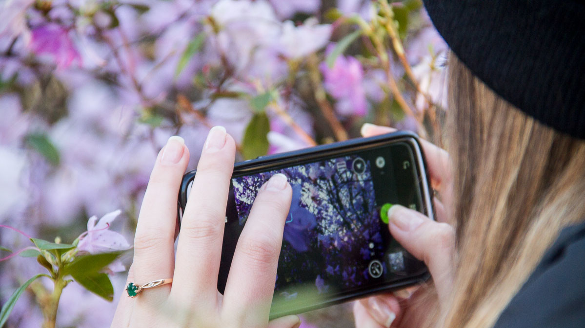 Вид цветущих кустов и деревьев радует киевлян