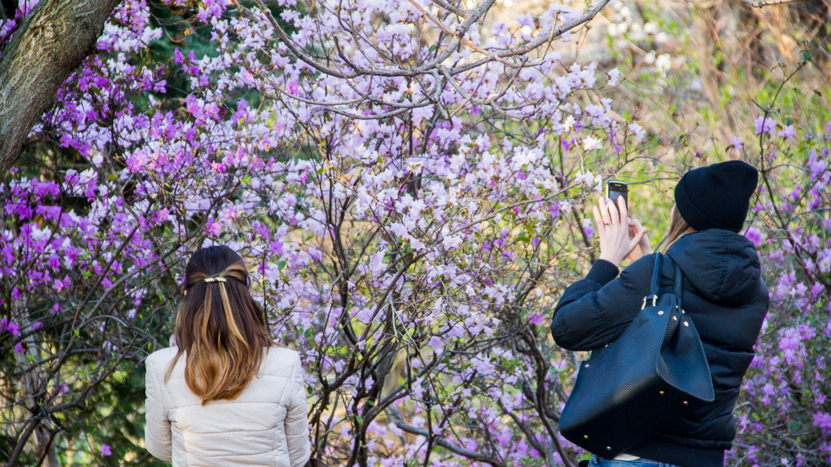 Вид цветущих кустов и деревьев радует киевлян
