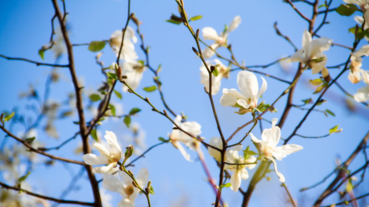 Вид цветущих кустов и деревьев радует киевлян