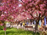 Весняні квіти радують туристів і жителів Ужгорода