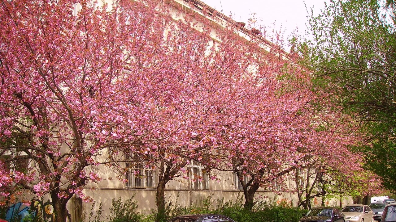 Весенние цветы радуют туристов и жителей Ужгорода