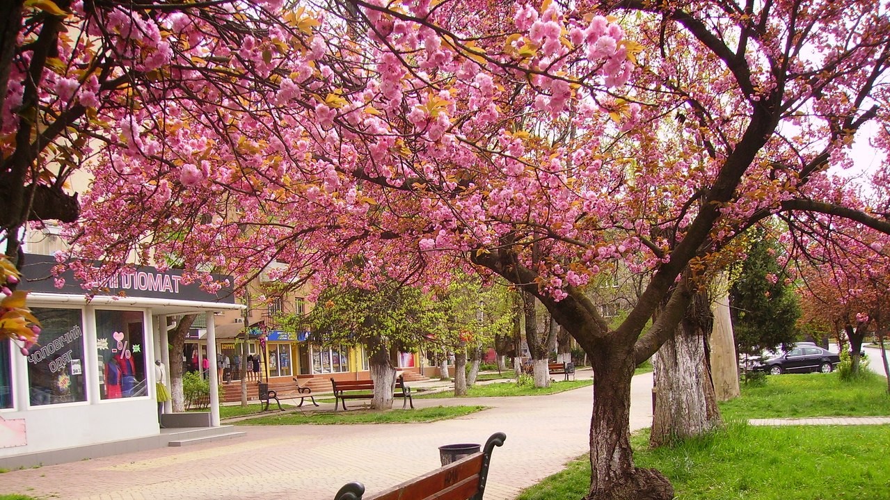 Весенние цветы радуют туристов и жителей Ужгорода