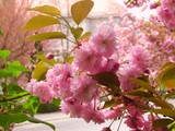 Весенние цветы радуют туристов и жителей Ужгорода