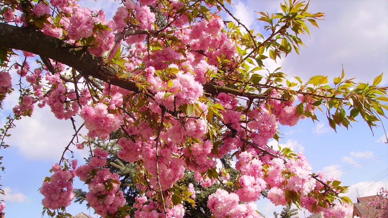 Весенние цветы радуют туристов и жителей Ужгорода