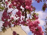 Весняні квіти радують туристів і жителів Ужгорода