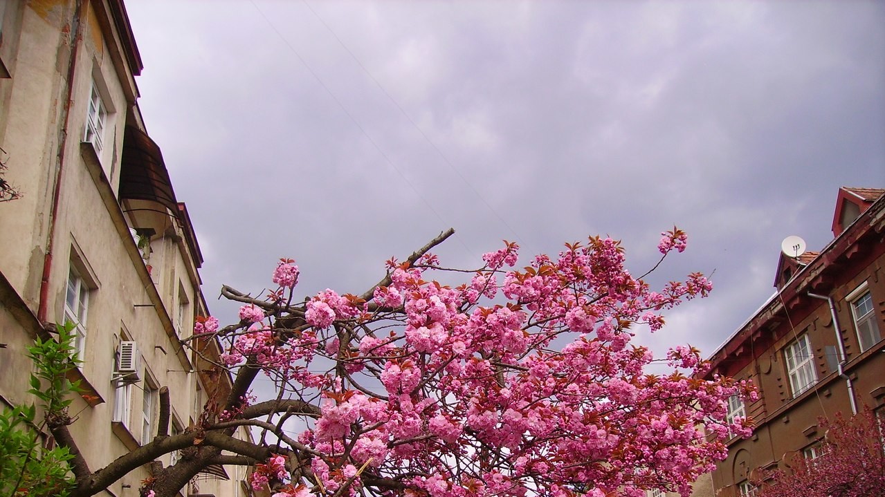 Весенние цветы радуют туристов и жителей Ужгорода