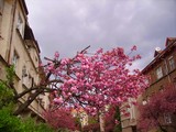 Весенние цветы радуют туристов и жителей Ужгорода