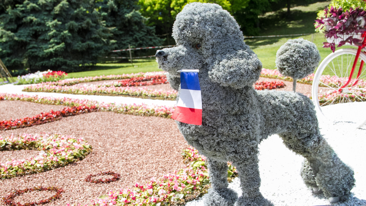 Необычные композиции из цветов привлекли внимание посетителей