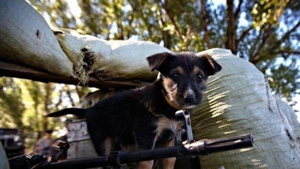 В соцмережах фотографії бійців з тваринами збирають сотні "лайків"