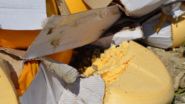 В России сыр раздавили катком и выбросили в яму