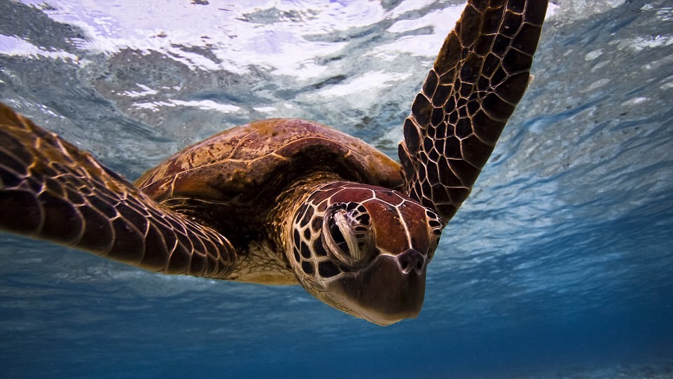 Черепаха. Фото  Michael Gallagher