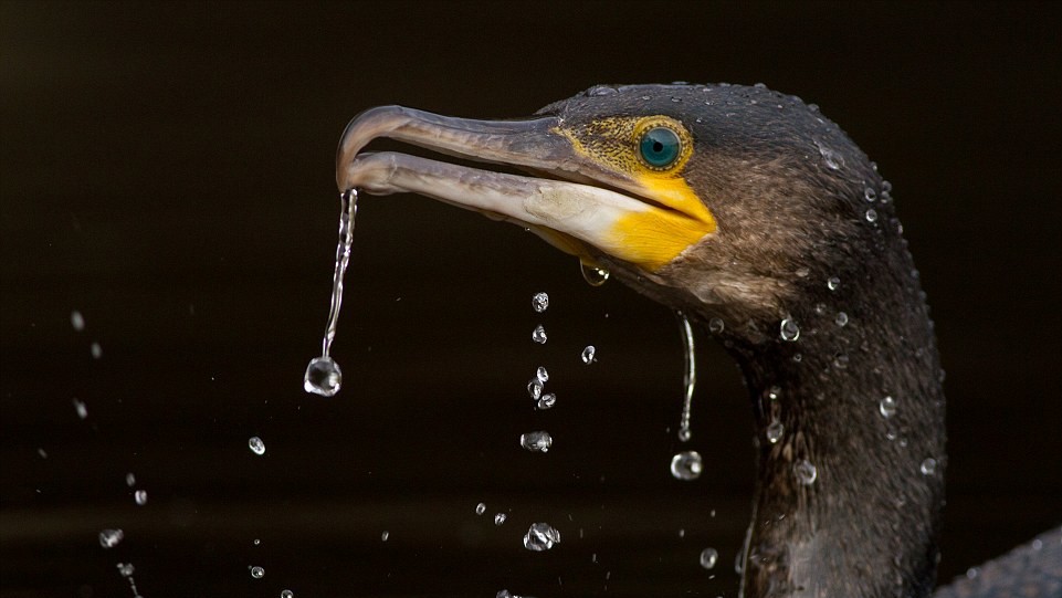 "Капли". Фото Gideon Knight