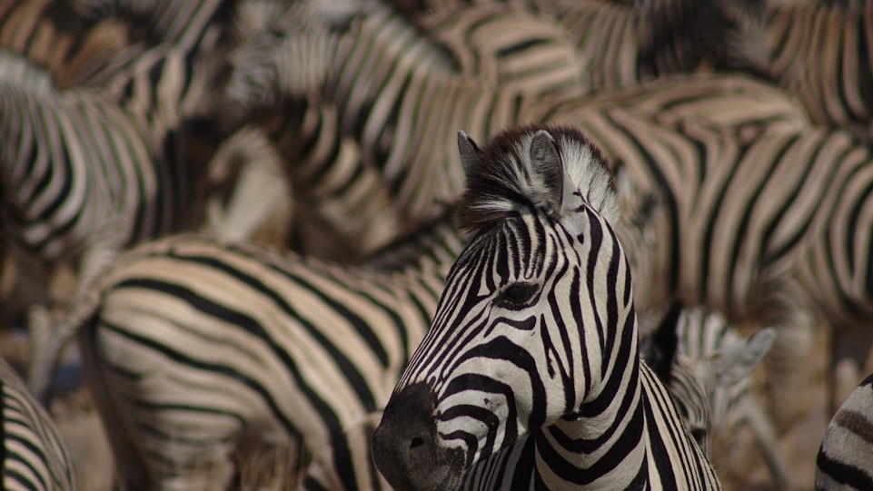 "Затерянный в толпе". Фото Connie Beith