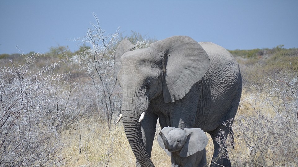 "Отцовство". Фото Alex Wendelken