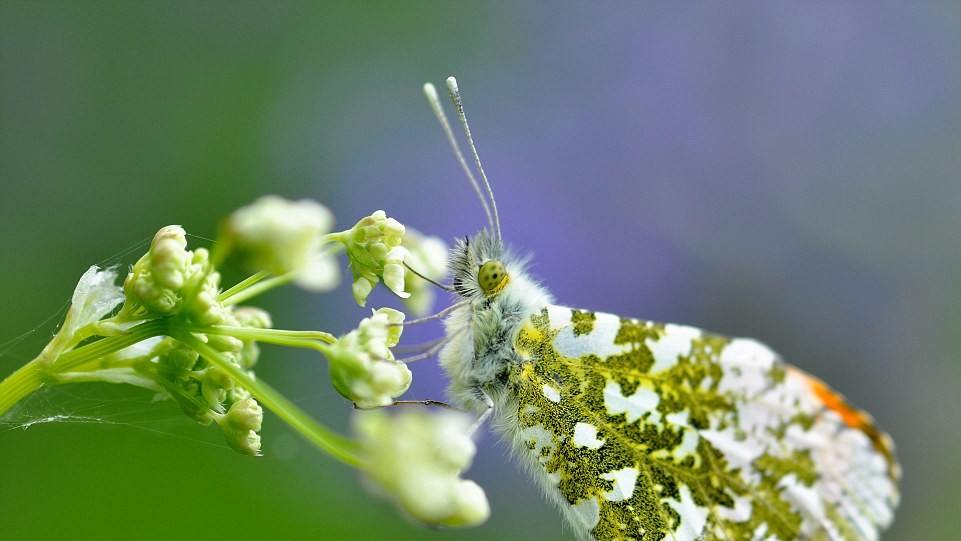 Фото Samuel Bayliss. Победитель в категории "Птицы и пчелы"