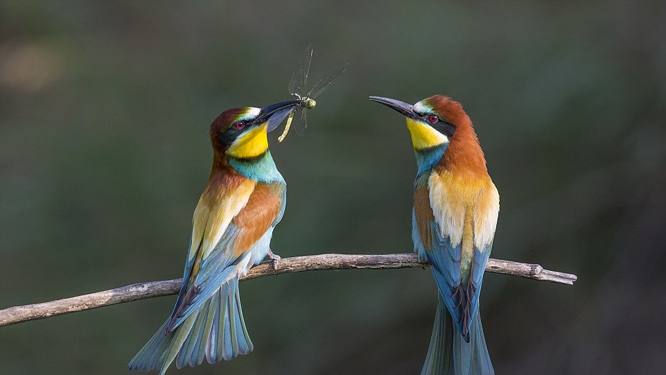 "Подарок для любимой". Фото John Gooday