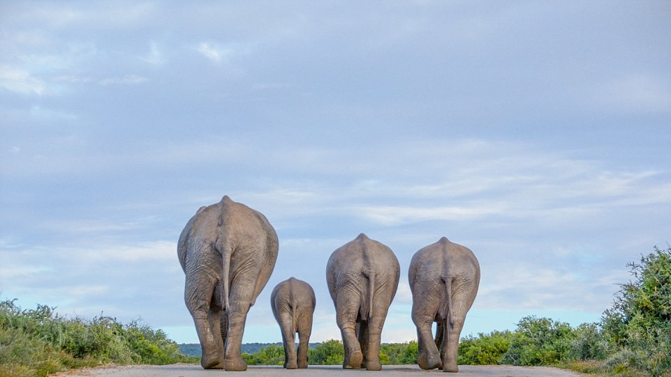 "Большая дорожная пробка". Фото Cathy Withers-Clarke